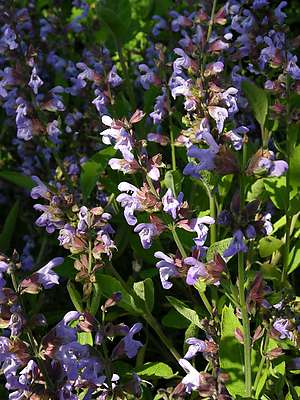 Градински чай (Salvia officinalis L.)