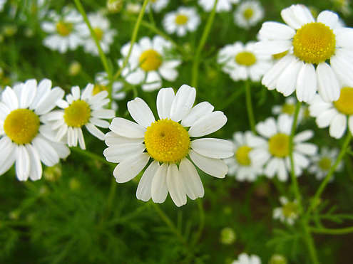 Медицинска лайка (Matricaria recutita)