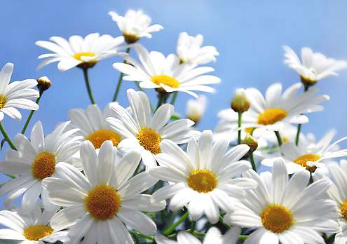 Римска лайка (Anthemis nobilis)