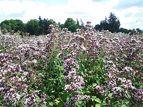 Риган (Origanum vulgare)