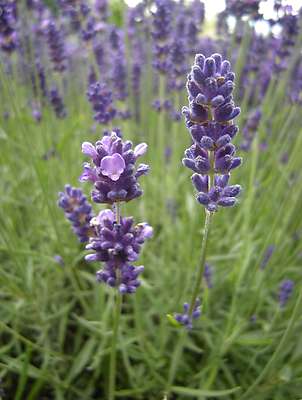Лавандула (Lavandula angustifolia)