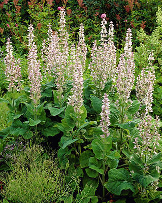 Салвия скларея (Salvia sclarea )