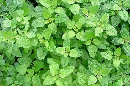 Маточина (Melissa officinalis)