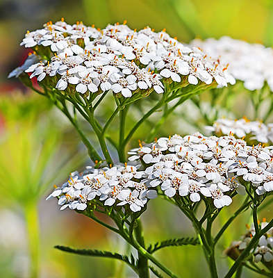 Бял равнец (Achillea millefolium) PROA