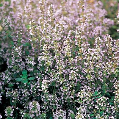 Мащерка (Thymus vulgaris)