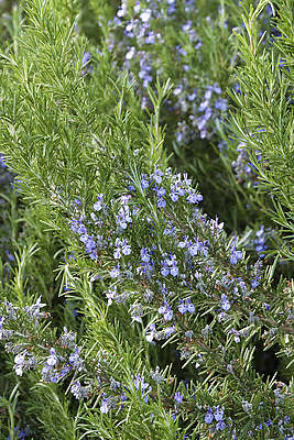 Розмарин (Salvia rosmarinus)